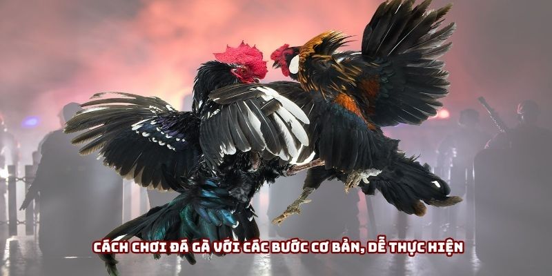 Cách chơi đá gà với các bước cơ bản, dễ thực hiện