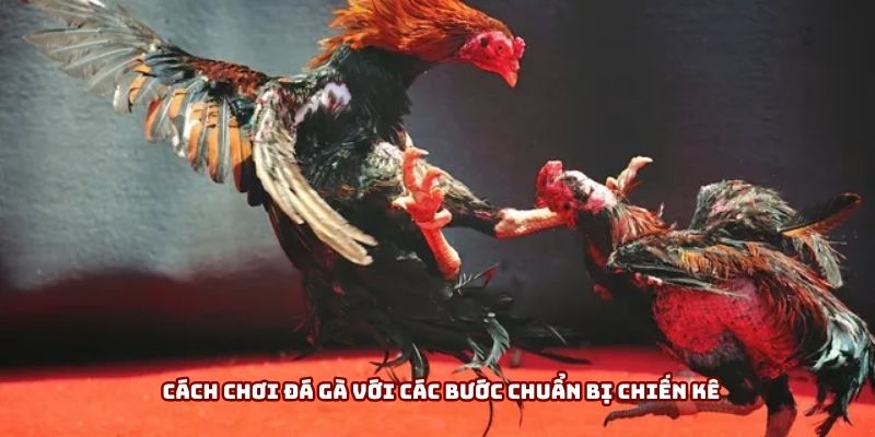 Cách chơi đá gà với các bước chuẩn bị chiến kê