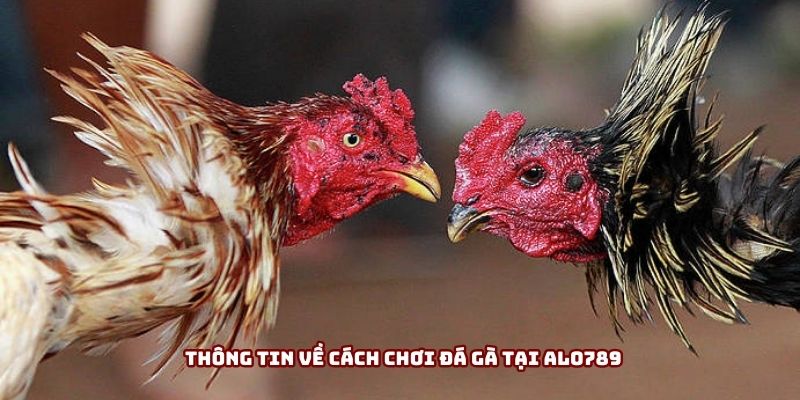 Thông tin về cách chơi đá gà tại Alo789