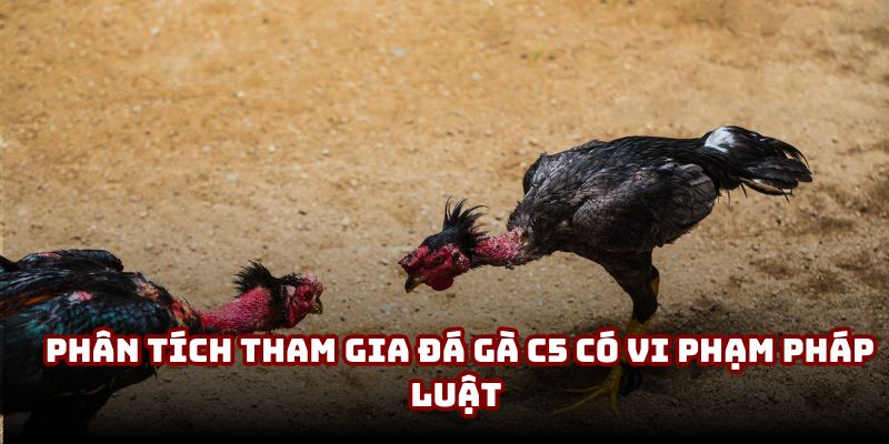 Phân tích tham gia đá gà C5 có vi phạm pháp luật