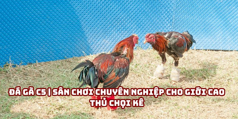 Đá Gà C5 | Trải Nghiệm Cá Cược Đỉnh, Sòng Phẳng Tại Nhà Cái ALO789