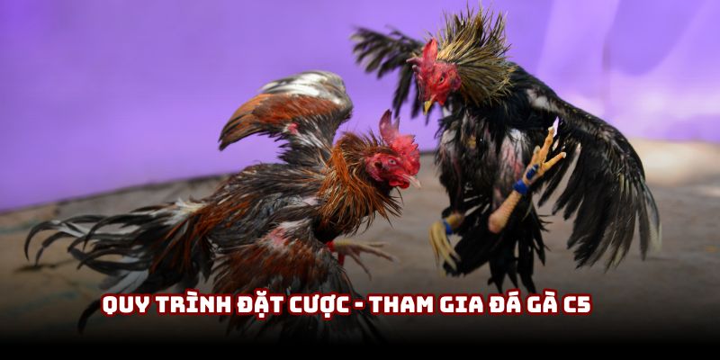 Quy trình đặt cược - tham gia đá gà C5