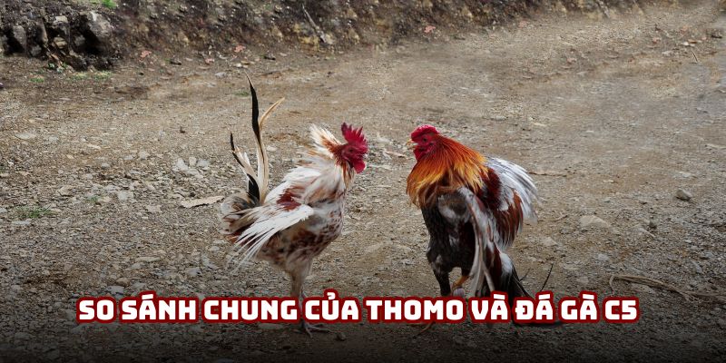 So sánh chung của Thomo và đá gà C5