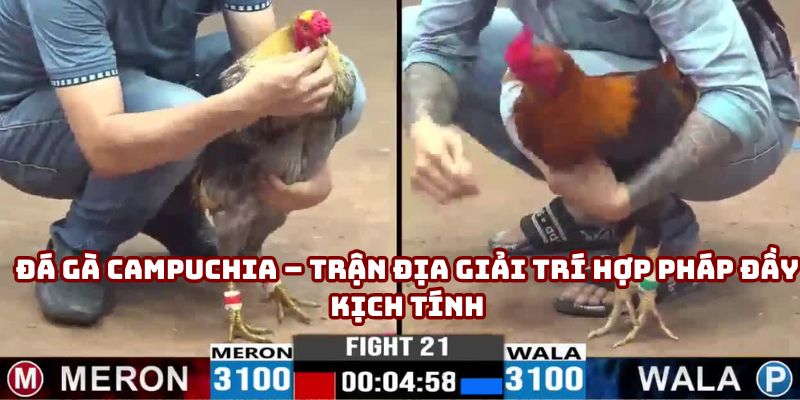 Đá Gà Campuchia – Trải Nghiệm Cá Cược Chọi Kê Đẳng Cấp 2025
