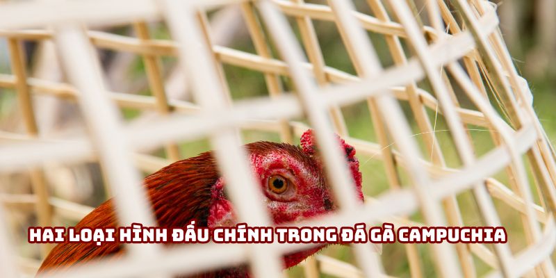Hai loại hình đấu chính trong đá gà Campuchia