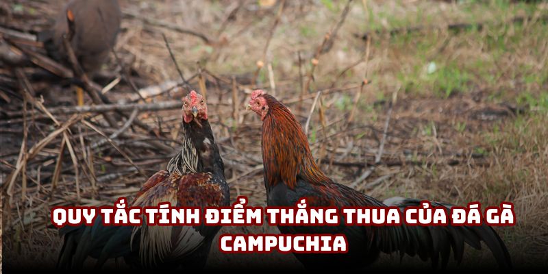 Quy tắc tính điểm thắng thua của đá gà Campuchia