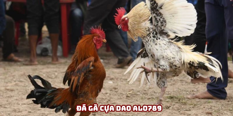 Đá Gà Cựa Dao - Thông Tin Cần Biết Về Bộ Môn Hấp Dẫn Nhất Hiện Nay