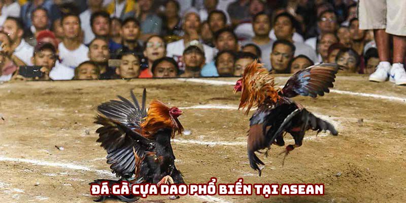 Đá gà cựa dao phổ biến tại ASEAN