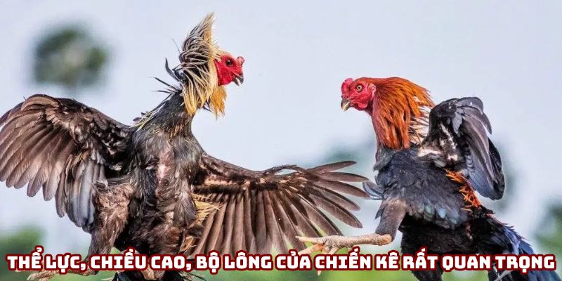 Thể lực, chiều cao, bộ lông của chiến kê rất quan trọng