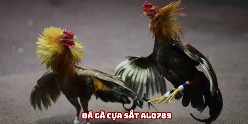 Đá Gà Cựa Sắt Thông Tin Và Cách Chơi Hiệu Quả Nhất Đừng Bỏ Lỡ