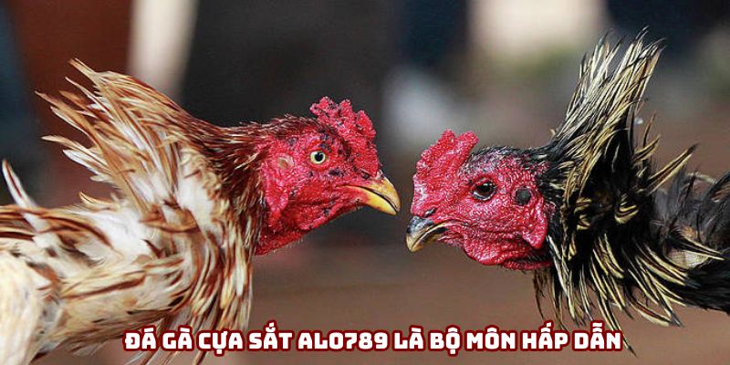 Đá gà cựa sắt ALO789 là bộ môn hấp dẫn