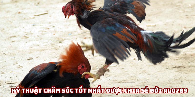 Sở hữu cho mình kỹ thuật chăm sóc tốt nhất được chia sẻ bởi ALO789