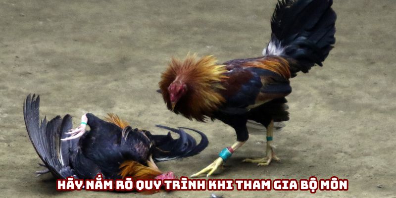 Hãy nắm rõ quy trình khi tham gia bộ môn