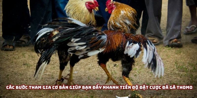 Các bước tham gia cơ bản giúp bạn đẩy nhanh tiến độ đặt cược đá gà Thomo