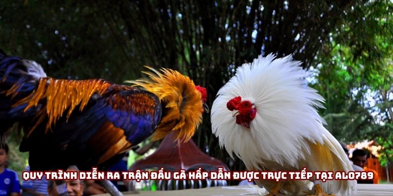 Quy trình diễn ra trận đấu gà hấp dẫn được trực tiếp tại Alo789