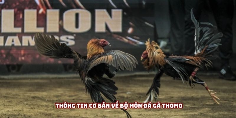 Thông tin cơ bản về bộ môn đá gà Thomo