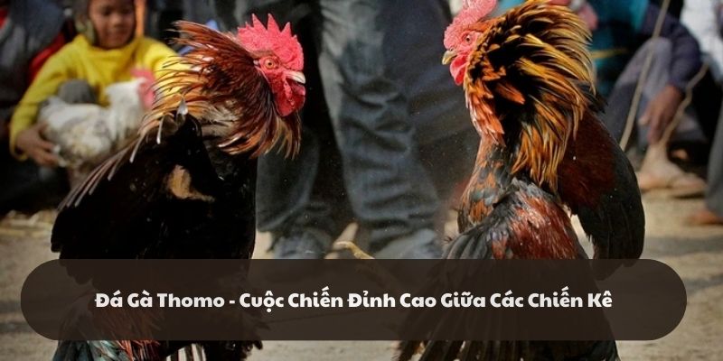 Đá Gà Thomo - Đấu Trường Máu Lửa Tại Nhà Cái Alo789 Uy Tín Hiện Nay
