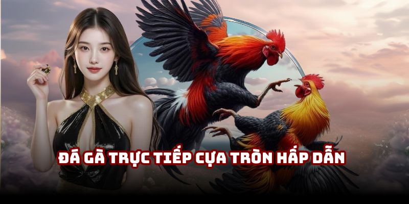 Đá gà trực tiếp cựa tròn hấp dẫn bạn nên trải nghiệm