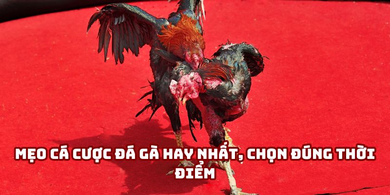 Mẹo cá cược đá gà hay nhất, chọn đúng thời điểm