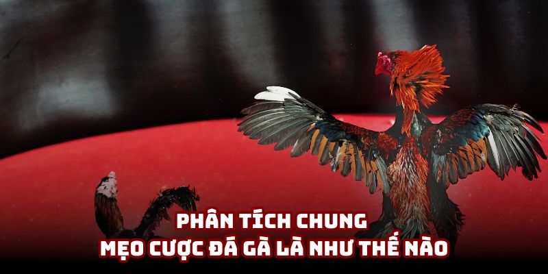 Phân tích chung mẹo cược đá gà là như thế nào