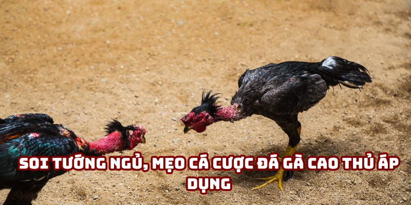 Soi tướng ngủ, mẹo cá cược đá gà cao thủ áp dụng