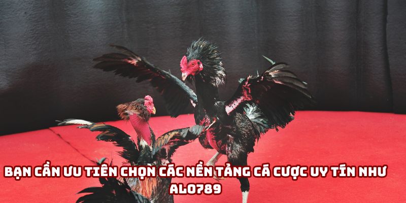 Bạn cần ưu tiên chọn các nền tảng cá cược uy tín như ALo789