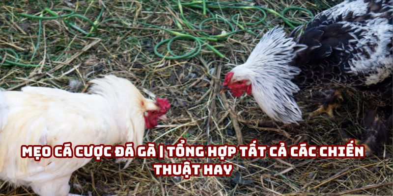 Mẹo Cá Cược Đá Gà | Những Chiến Thuật Thực Chiến Alo789